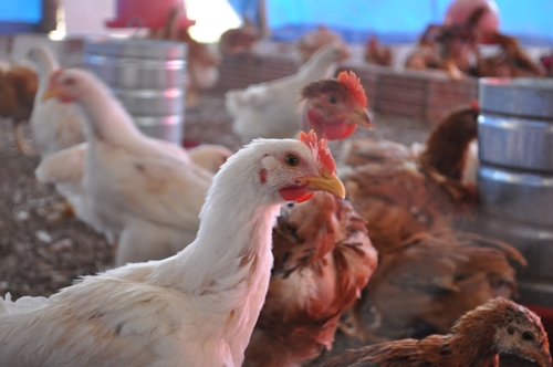Intercmbio entre avicultores em Guanambi