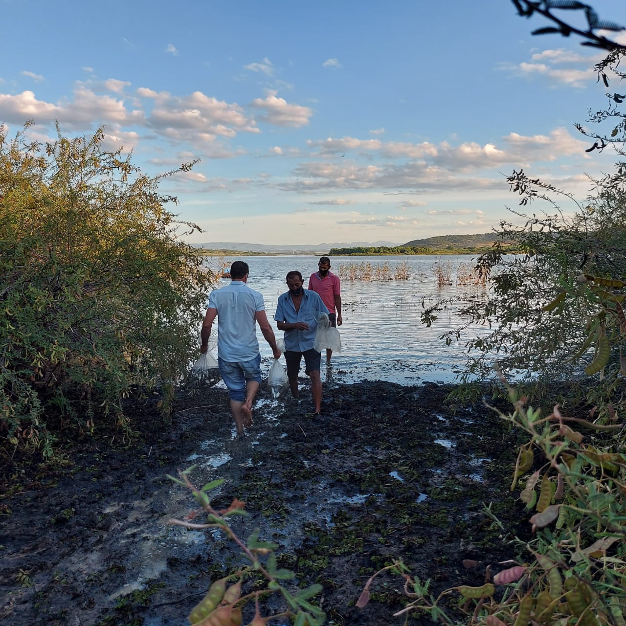 Entrega de 60 mil alevinos para a Associação dos Pescadores do Estreito no município de Urandi 