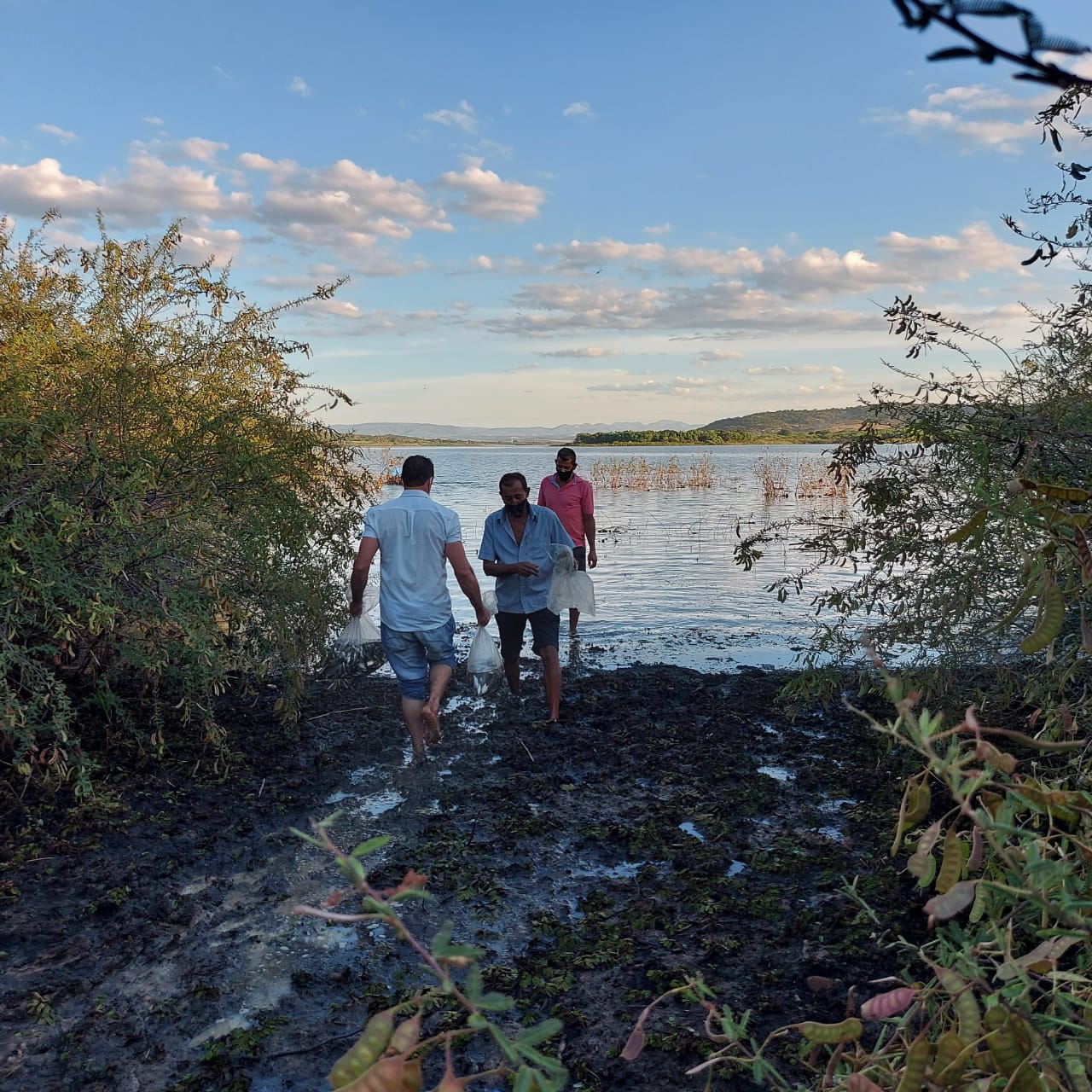 Entrega de 60 mil alevinos para a Associao dos Pescadores do Estreito no municpio de Urandi 