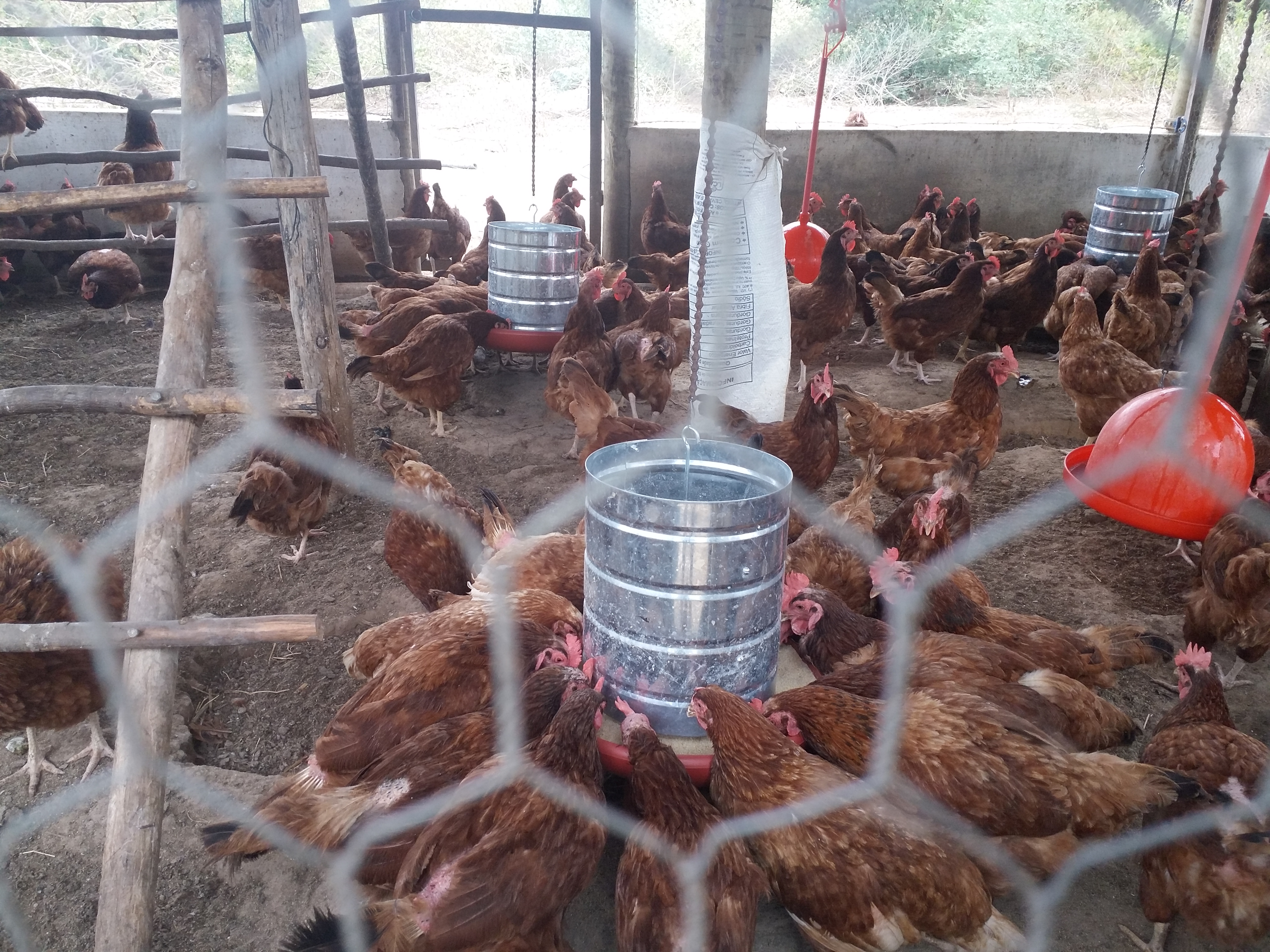 Projeto de criação de aves em Malhada de Pedras 